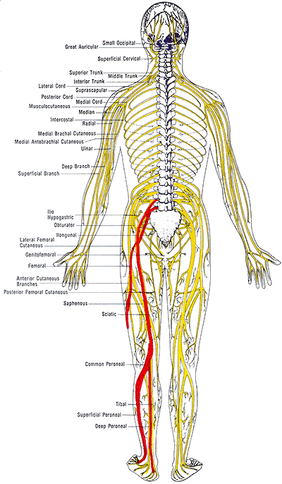 Sciatica Pain Relief Sciatic Nerve Chiropractic Care