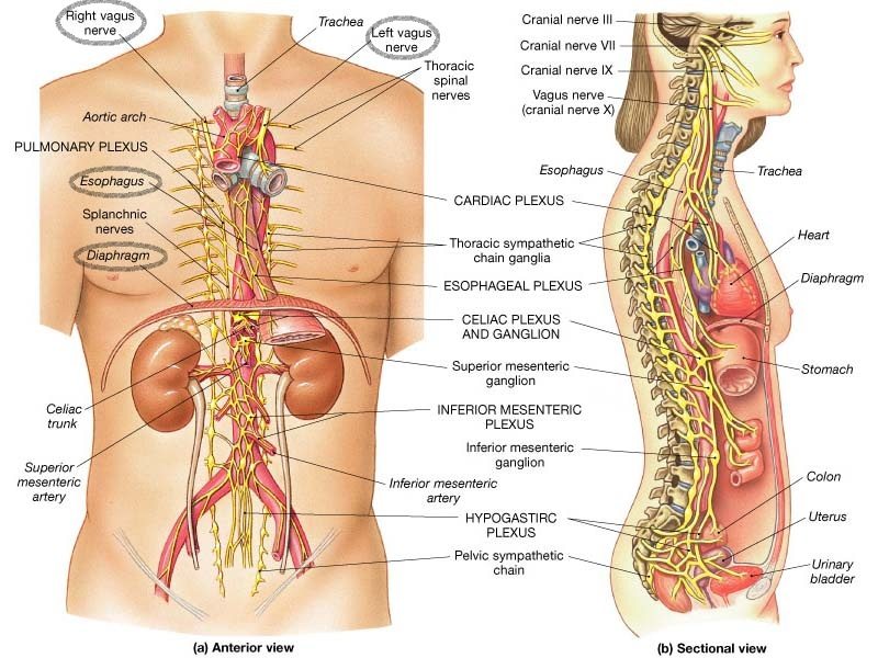 Hiatal hernia and vagus nerve