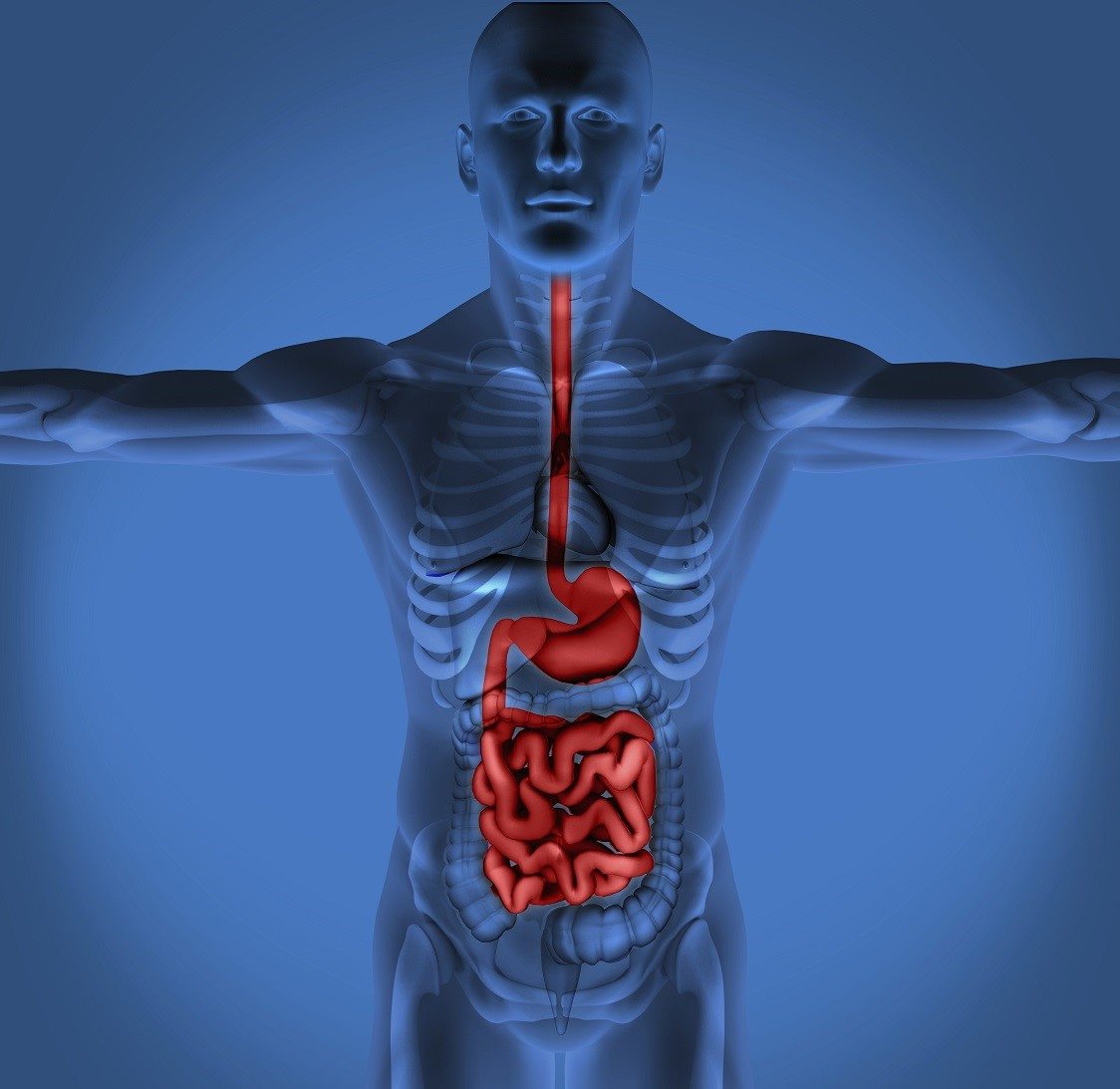 chiropractic care improves digestion