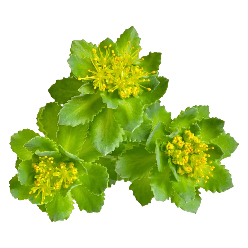 Rhodiola Herb