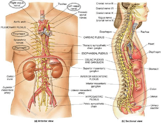 Carotid sheath: Vagus